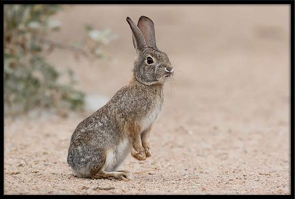 Desert Cottontail