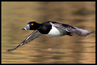 Ringneck