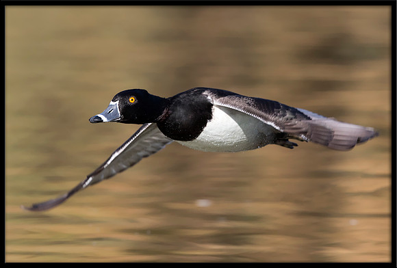 Ringneck