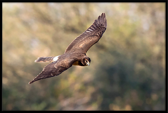 Northern Harrier