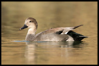 Gadwalls
