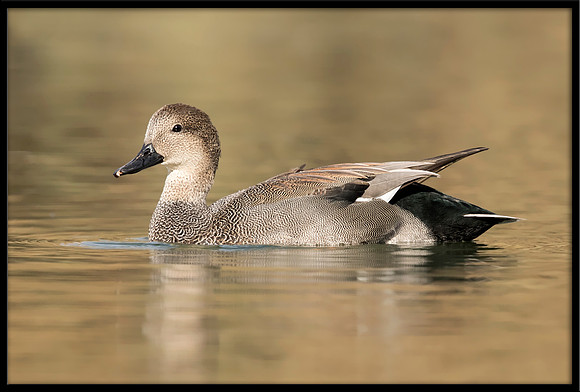Gadwall
