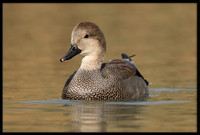 Gadwall
