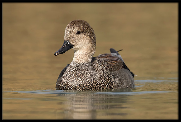 Gadwall