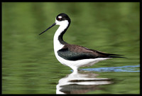 Black-necked Stilt
