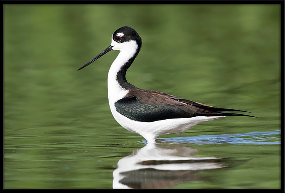 Black-necked Stilt