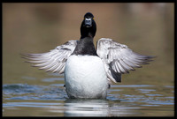 Ringneck