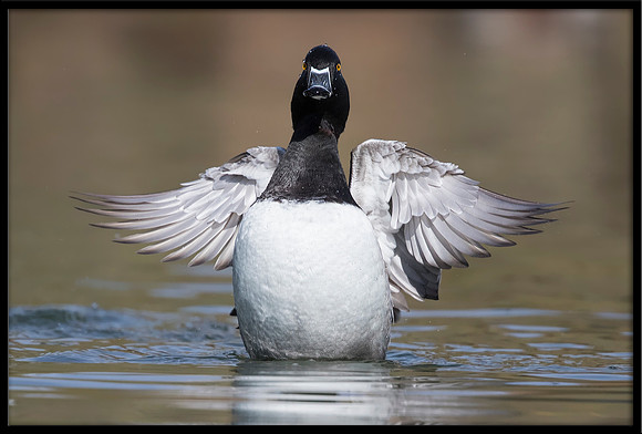 Ringneck