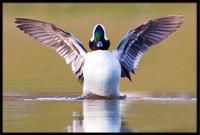 Buffleheads