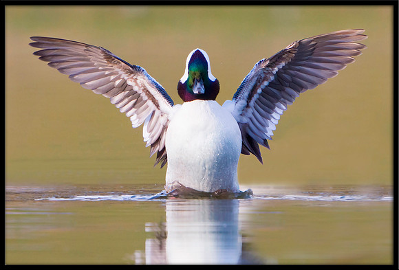 Bufflehead