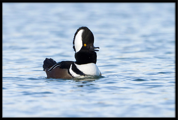 Hooded Merganser