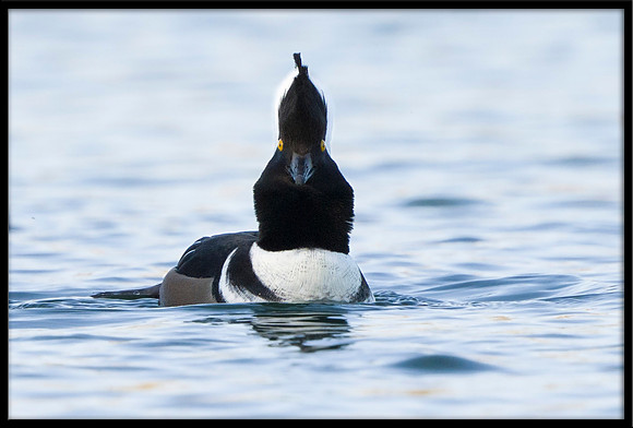 Hooded Merganser