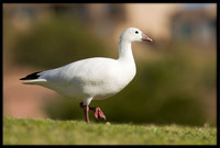 Ross's Goose