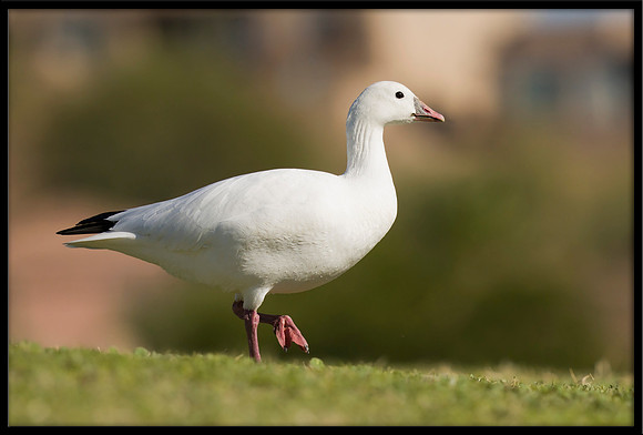 Ross's Goose