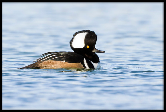 Hooded Merganser