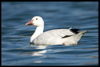 Snow Goose