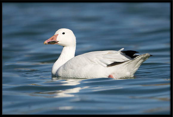 Snow Goose