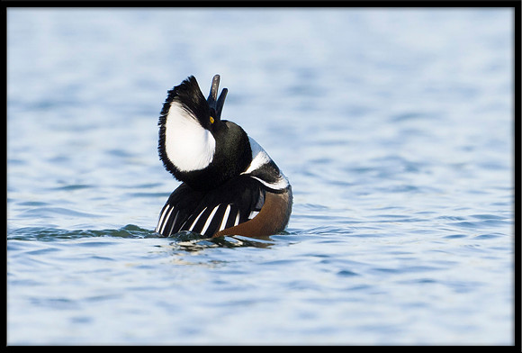 Hooded Merganser