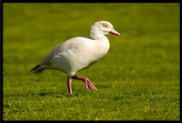 Egyptian Goose (leucistic)