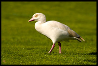 Egyptian Goose (leucistic)