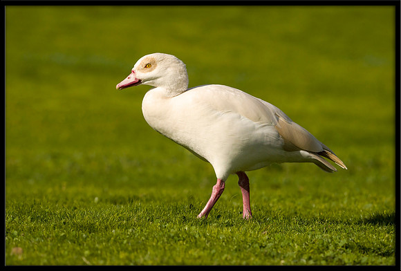 Egyptian Goose (leucistic)
