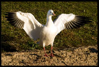 Ross's Goose