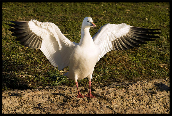 Ross's Goose