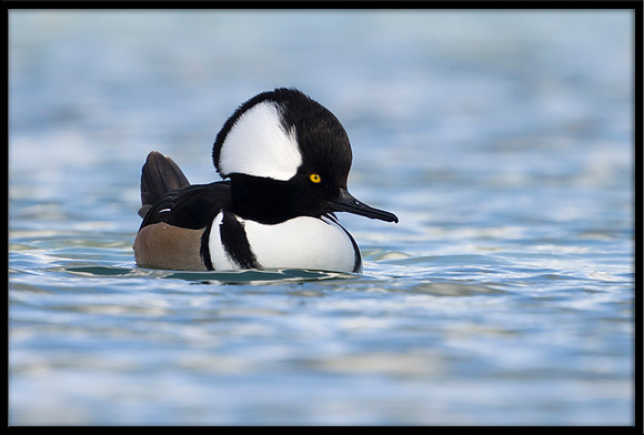 Hooded Merganser