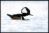 Hooded Merganser