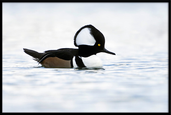 Hooded Merganser