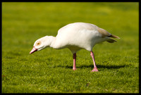 Egyptian Goose (leucistic)