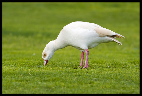 Egyptian Goose (leucistic)