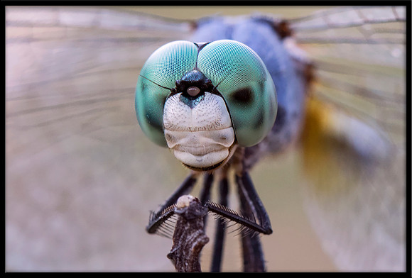 Dragonfly