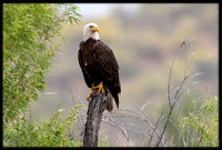 Bald Eagle