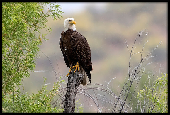 Bald Eagle