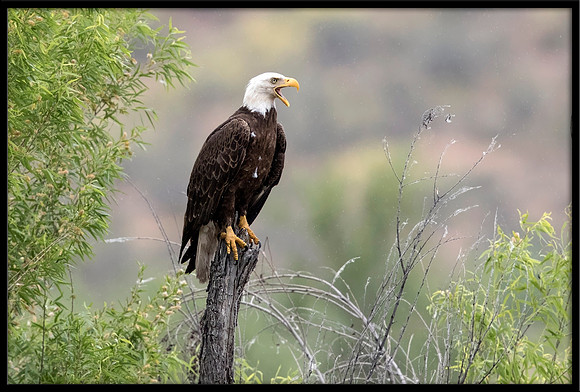 Bald Eagle