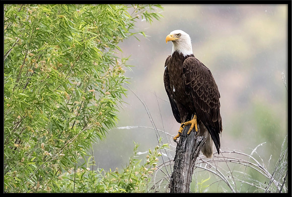 Bald Eagle