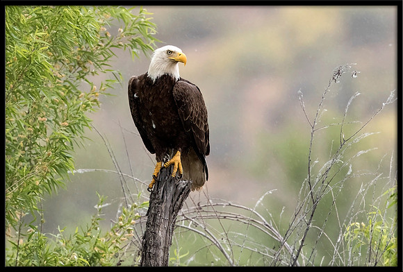 Bald Eagle