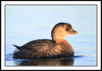 Pied-billed Grebe