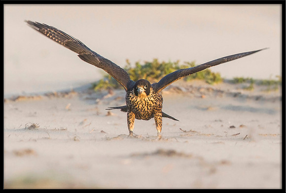 Peregrine Falcon chick