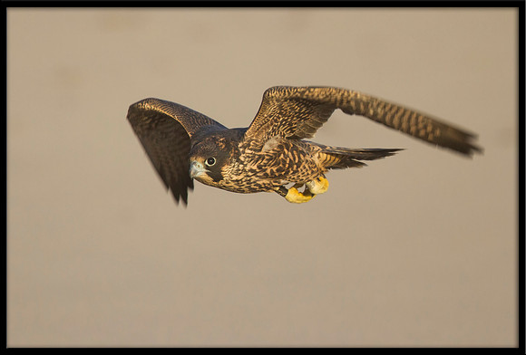Peregrine Falcon chick