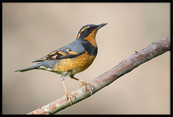 Varied Thrush