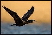 Neotropic Cormorant