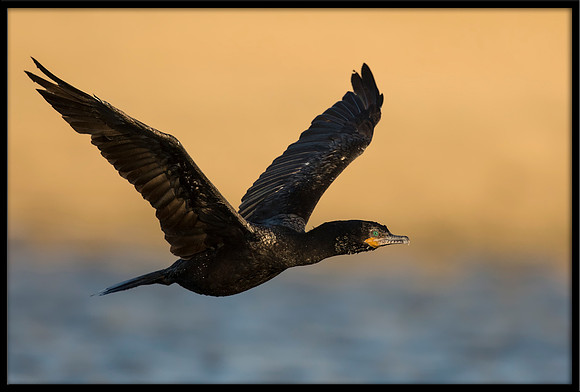 Neotropic Cormorant