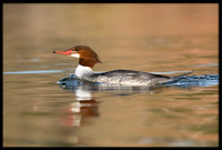 Common Merganser (f)