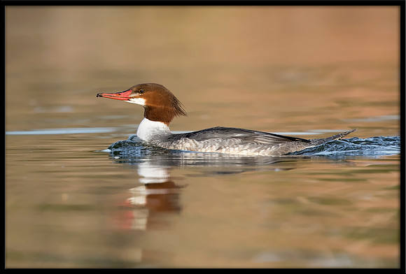 Common Merganser (f)