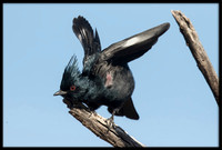 Phainopepla (Silky Flycatcher)