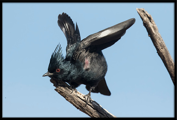 Phainopepla (Silky Flycatcher)