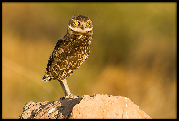 Burrowing Owlet
