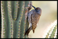 Gilded Flicker (female)